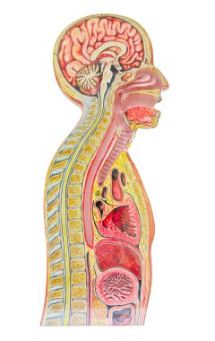 İnsan Anatomik model beyaz bir arka plan karşı izole bir in