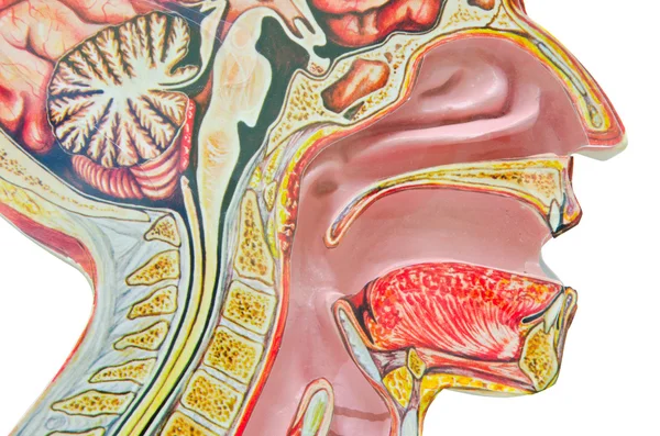 Modello anatomico umano isolato su uno sfondo bianco di — Foto Stock