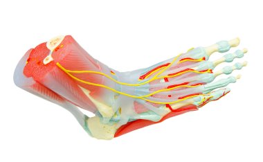 Human Foot Muscles Anatomy Model for study medicine.  clipart