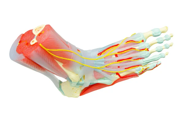 Modelo de anatomía de los músculos del pie humano para la medicina de estudio . —  Fotos de Stock