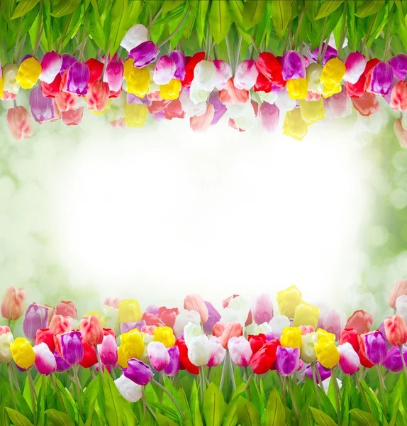 Flowers blooming tulips frame. — Stock Photo, Image