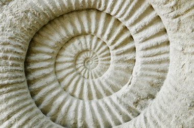 Tarih öncesi Ammonit fosil.