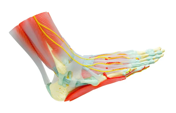 Modelo de anatomía de los músculos del pie humano para la medicina de estudio . —  Fotos de Stock