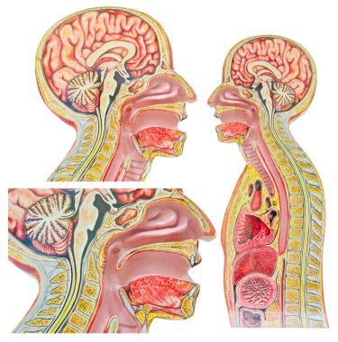 İnsan Anatomik model beyaz bir adam karşı izole kümesi