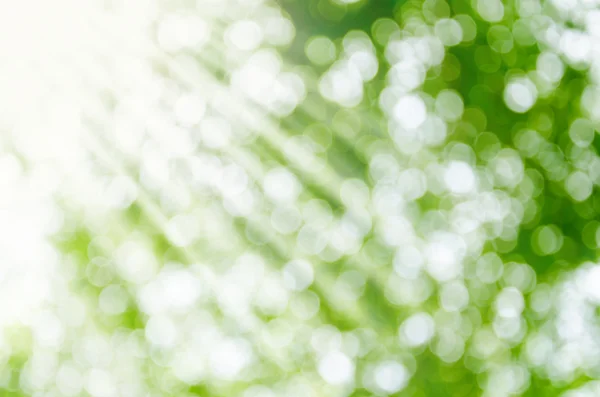 Sunny abstract green nature background. — Stock Photo, Image