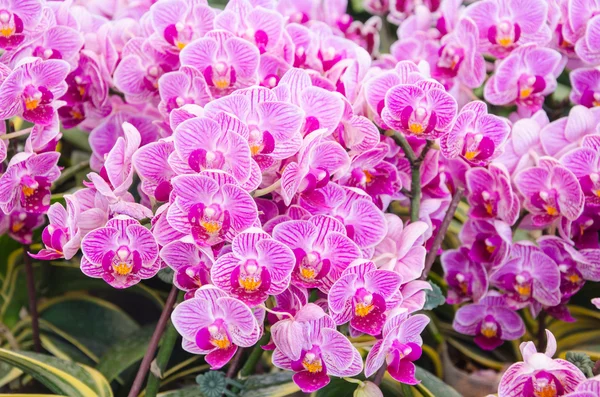Rosa kultivierte Orchidee — Stockfoto