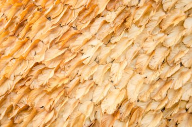 birçok yaprak Kuru.