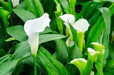 Calla lily beyaz çiçek ve yeşil yaprakları