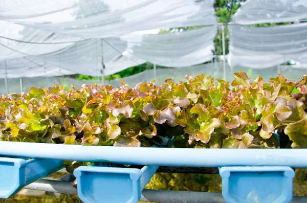 Organic hydroponic vegetable cultivation farm — Stock Photo, Image