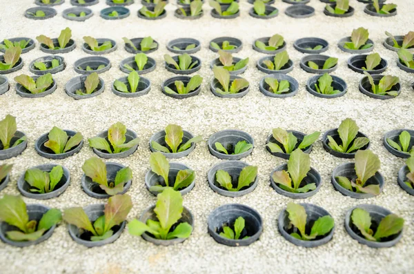 Row of young green cos lettuce butterhead hydroponics vegetab — Stock Photo, Image