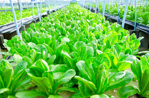 Cos Lettuce, Romaine Lettuce