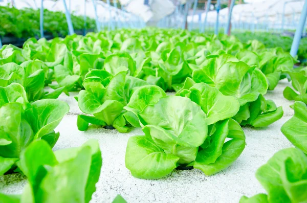 Verte cos laitue butterhead hydroponique ferme de légumes . — Photo