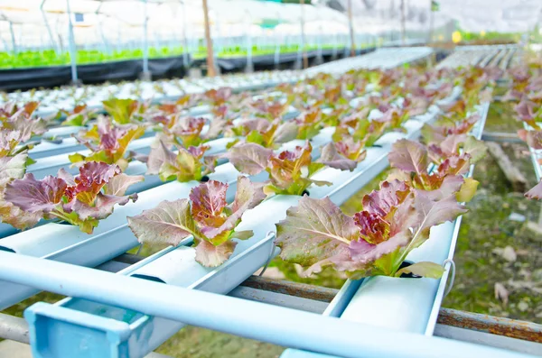 Red batavia vegetable in hydroponic — Stock Photo, Image