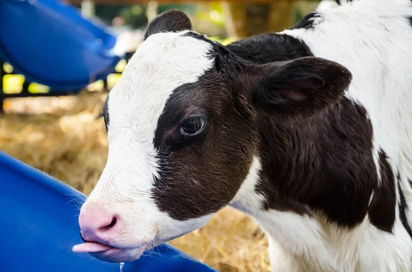 Bebê vaca água potável — Fotografia de Stock