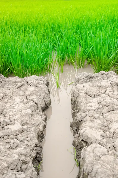 Brook water into rice field — Stock Photo, Image