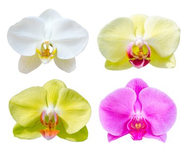 Phalaenopsis orkide çiçek koleksiyonu.
