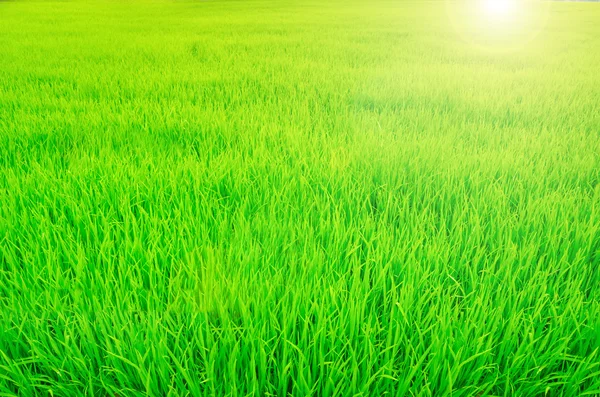 Campo de arroz verde. — Foto de Stock