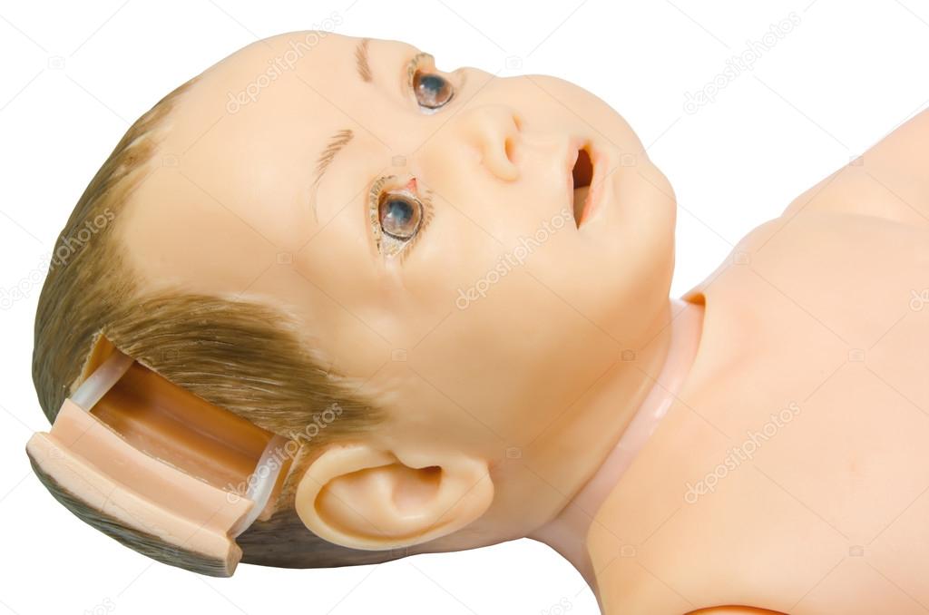 open part head of baby anatomy. Training model for students stud