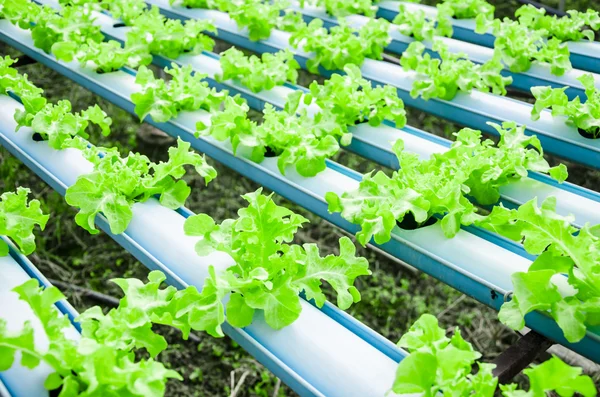 Organic hydroponic vegetable cultivation farm — Stock Photo, Image