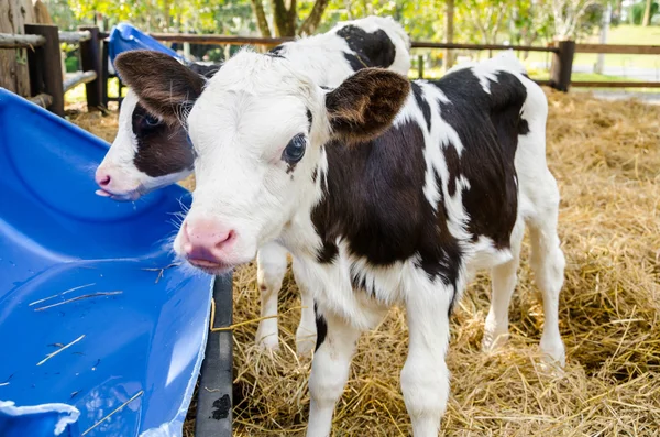 Wody pitnej dziecko krów w gospodarstwie — Zdjęcie stockowe