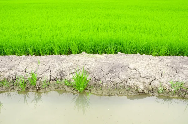 Ris risfält i vatten. — Stockfoto