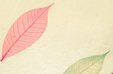 Kurutulmuş yapraklarından yapılmış doğal kağıt yapısı.