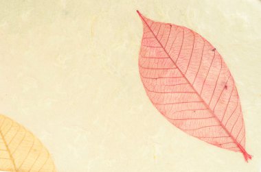 Kurutulmuş yapraklarından yapılmış doğal kağıt yapısı.