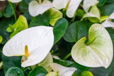 Beyaz Anthurium Çiçeği. Bahçede çiçekler açar..
