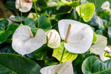 Beyaz Anthurium Çiçeği. Bahçede çiçekler açar..