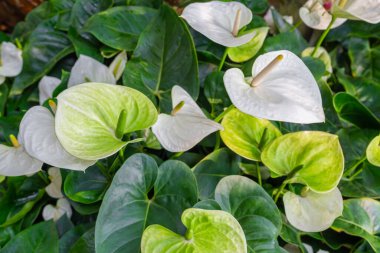 Beyaz Anthurium Çiçeği. Bahçede çiçekler açar..