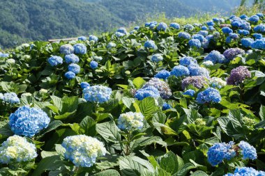 Bahçedeki mor ortanca çiçeğinin (Hydrangea makrophylla) doğal manzara görüntüsü.