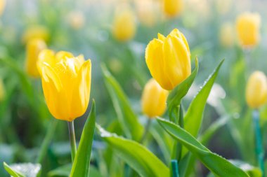 Bahar çiçekleri açan sarı laleler, Bokeh çiçeği arka planı, pastel ve yumuşak çiçek kartı..