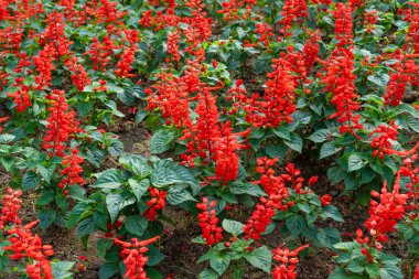 Red Salvia çiçek tarlasında çiçek açan Vista Red 'i görkemli ve bulanık bir arka planla.