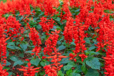 Red Salvia çiçek tarlasında çiçek açan Vista Red 'i görkemli ve bulanık bir arka planla.