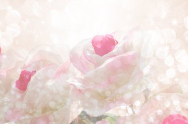 İle çevrili bokeh güzel güller.