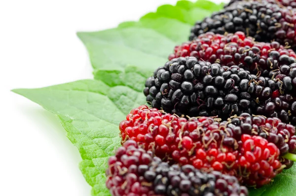 Mulberry med grönt blad. — Stockfoto