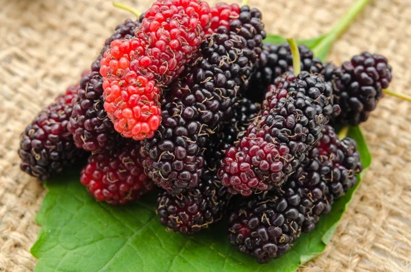 The Fresh mulberry. — Stock Photo, Image