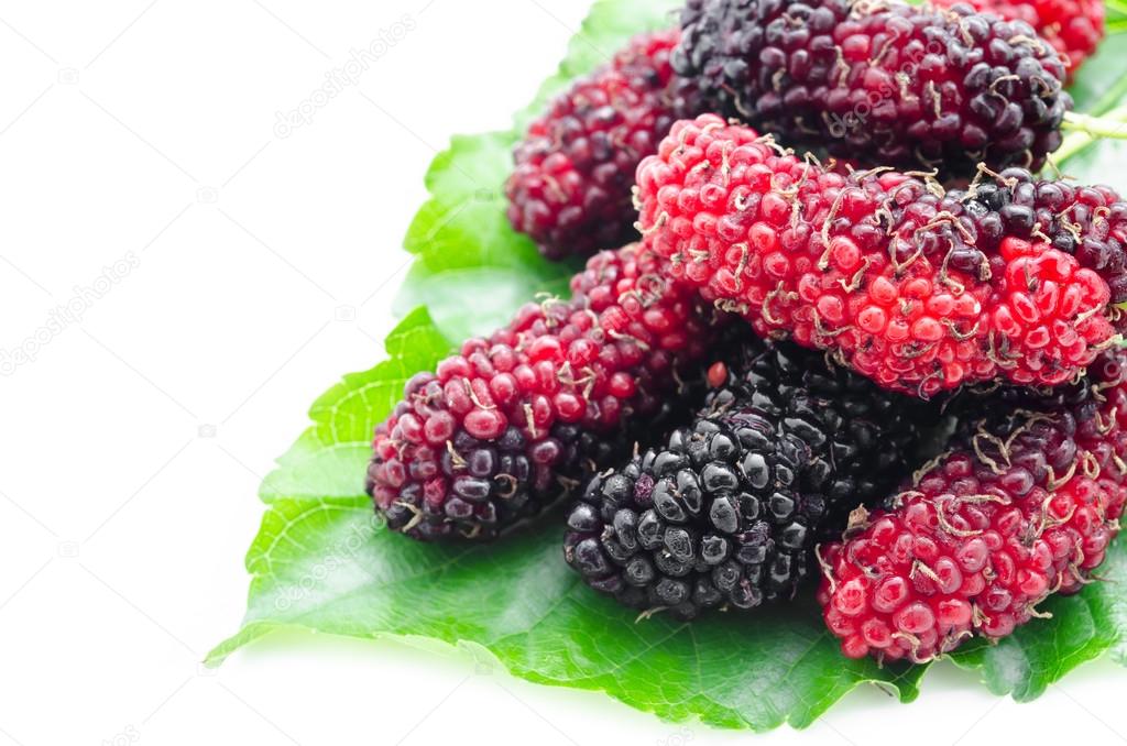 Mulberry with green leaf.