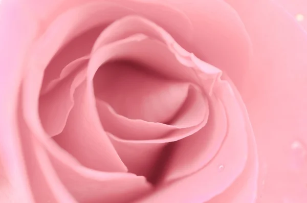 Beautiful pink Rose close up. — Stock Photo, Image