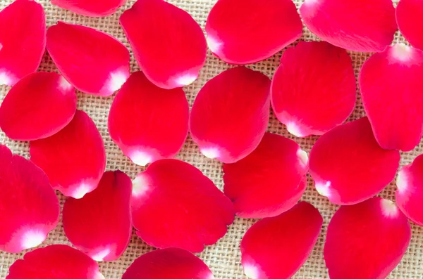 Sfondo di bellissimi petali di rosa rossa — Foto Stock