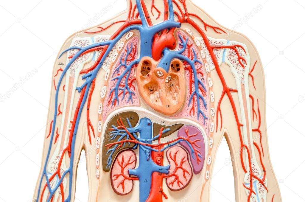 Model human body with liver, kidney, lungs and heart.