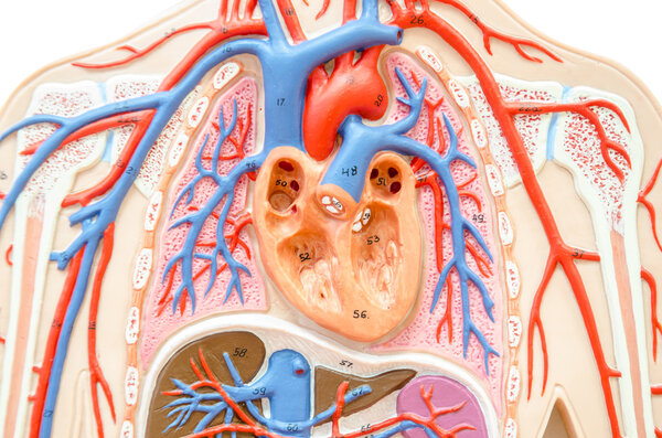 Model human body with liver, kidney, lungs and heart.
