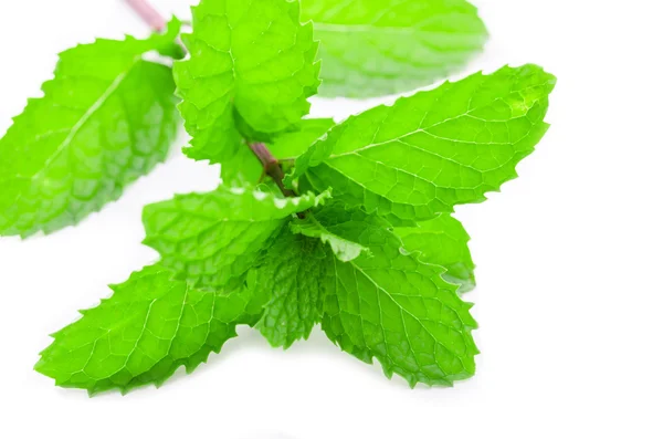 Menthe fraîche isolée sur blanc — Photo