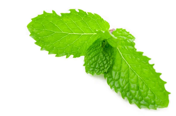 Menta fresca da vicino su bianco. — Foto Stock