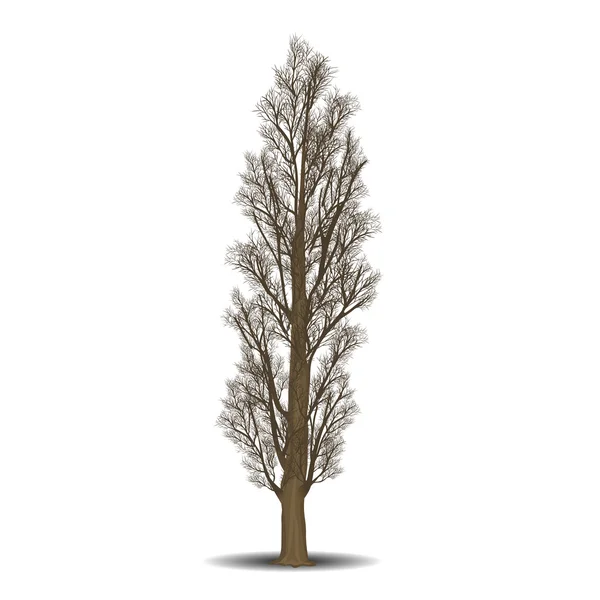 Fristående trädet poppel utan blad — Stock vektor
