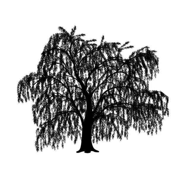 Silhueta destacado salgueiro árvore com folhas — Vetor de Stock
