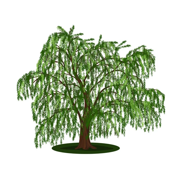 Detached tree willow with leaves — Stock Vector