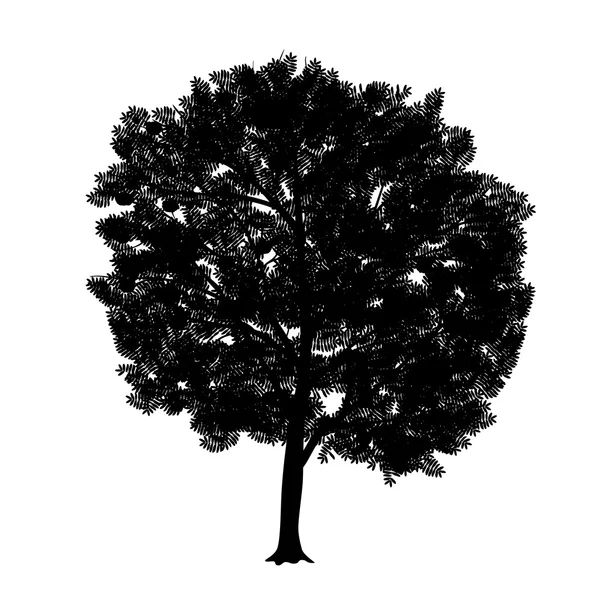 Silhouette arbre détaché rowan avec feuilles — Image vectorielle