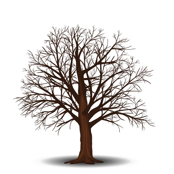 Pohon maple lepas tanpa daun - Stok Vektor