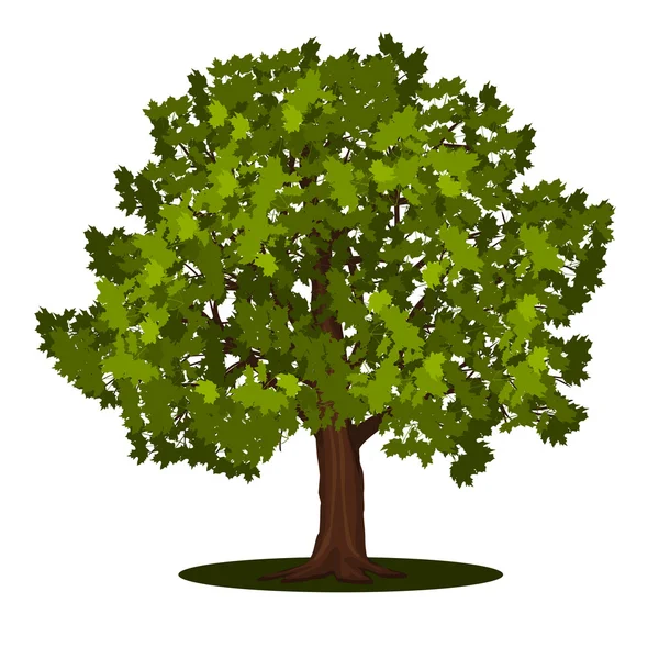 Érable à arbre détaché avec feuilles — Image vectorielle